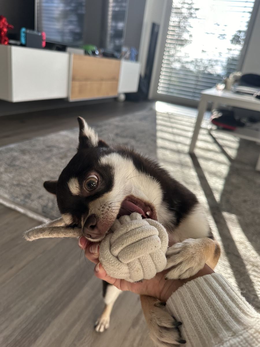 Bowie