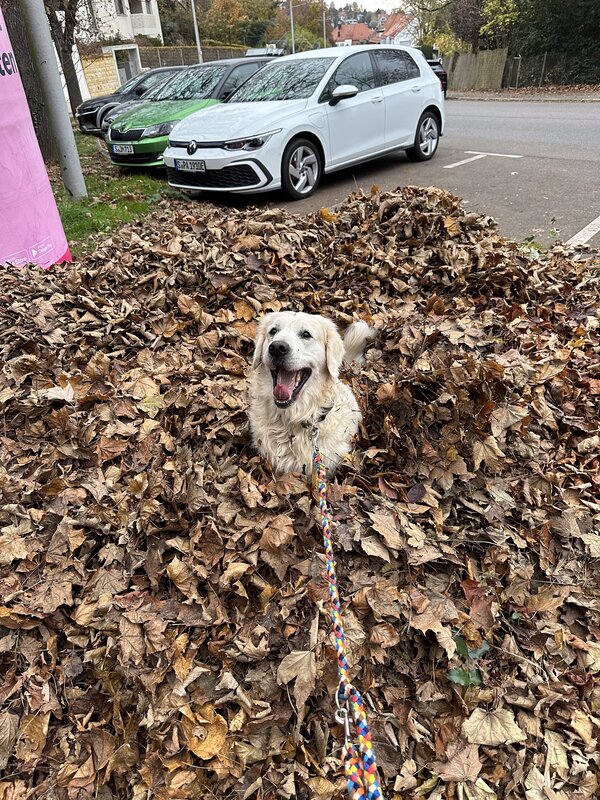 Buddy