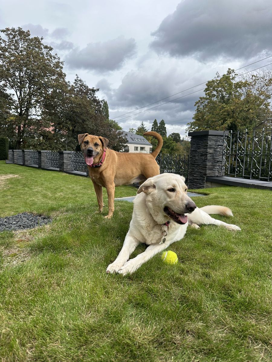 Maze & Rona